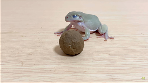 飲み込むみずまんじゅうさん