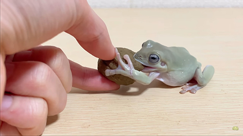 かぶりつくみずまんじゅうさん横から