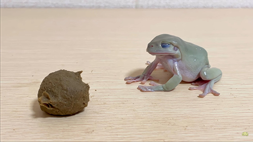 2度目の飲み込むみずまんじゅうさん