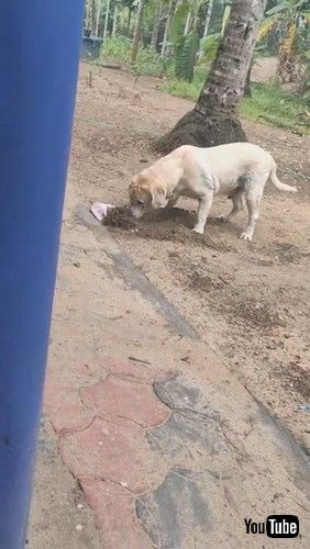 「Lab Caught Burying Rag in Dirt || ViralHog」