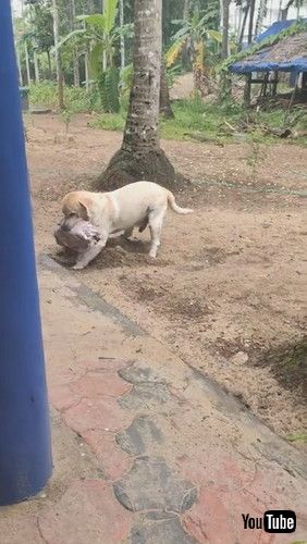 「Lab Caught Burying Rag in Dirt || ViralHog」