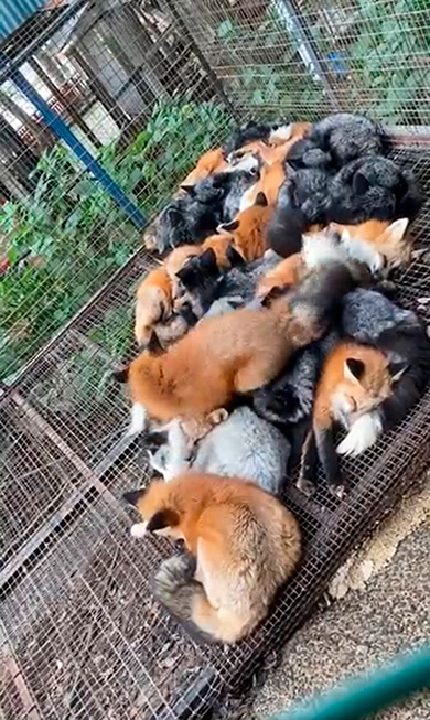 狐仙人乃弟子トコノオルタさん