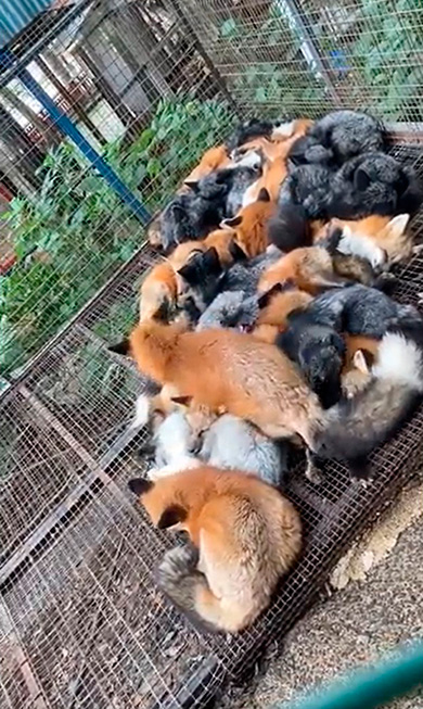 狐仙人乃弟子トコノオルタさん