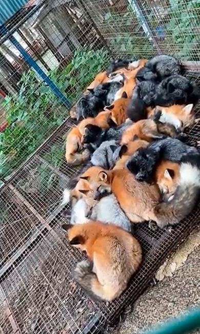 狐仙人乃弟子トコノオルタさん