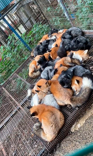 狐仙人乃弟子トコノオルタさん