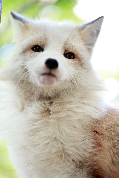 狐仙人乃弟子トコノオルタさん