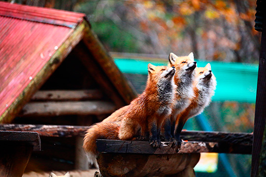 狐仙人乃弟子トコノオルタさん