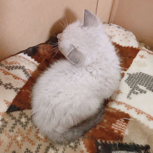 車にひかれそうな子猫を拾った話10