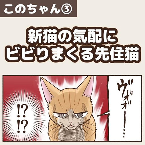 新猫の気配にビビりまくる先住猫1