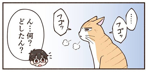 新猫の気配にビビりまくる先住猫3