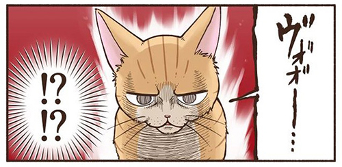 新猫の気配にビビりまくる先住猫4