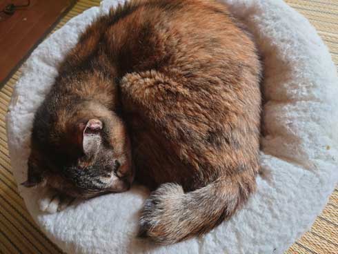 子猫 保護 捨て猫 成長 20歳