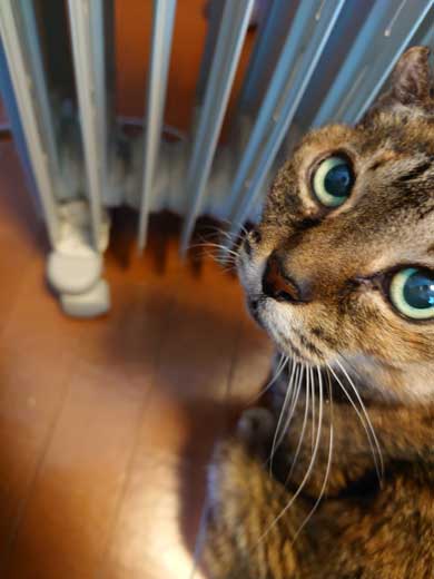 子猫 保護 捨て猫 成長 20歳