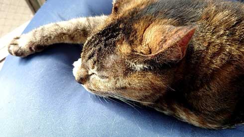 子猫 保護 捨て猫 成長 20歳