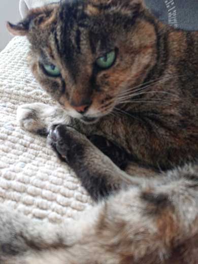 子猫 保護 捨て猫 成長 20歳