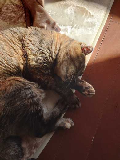 子猫 保護 捨て猫 成長 20歳