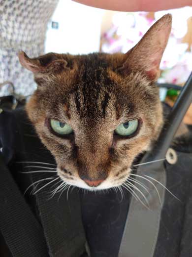 子猫 保護 捨て猫 成長 20歳