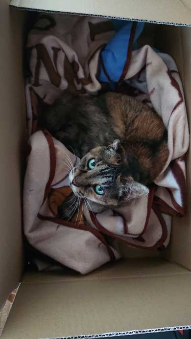 子猫 保護 捨て猫 成長 20歳