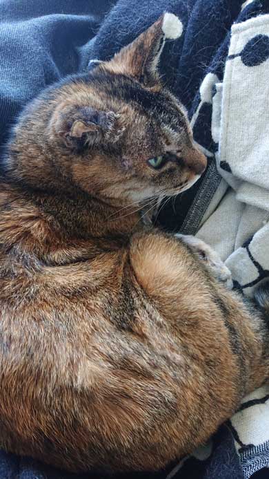 子猫 保護 捨て猫 成長 20歳