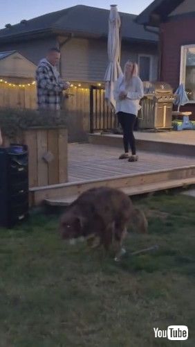 「Marriage Proposal Interrupted by Doggy’s Bathroom Break || ViralHog」