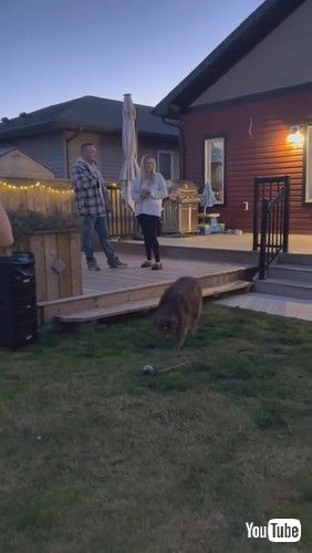 「Marriage Proposal Interrupted by Doggy’s Bathroom Break || ViralHog」