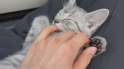 寝ながら指をしゃぶるととまるくん