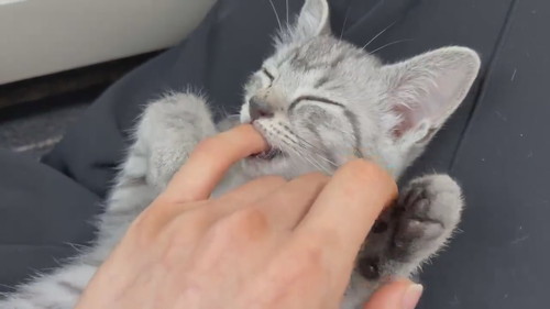 寝ながら指をしゃぶるととまるくん