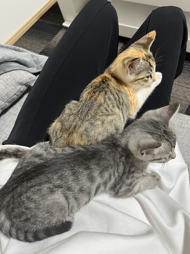 ととまるくんとはんみちゃん