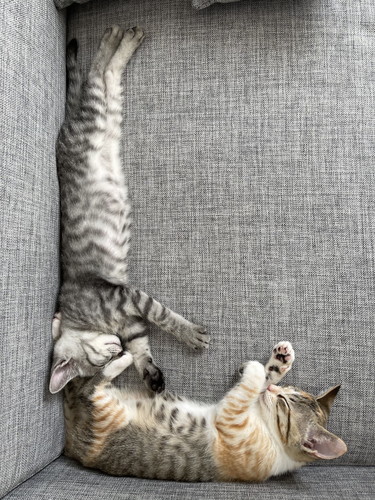 ととまるくんとはんみちゃん