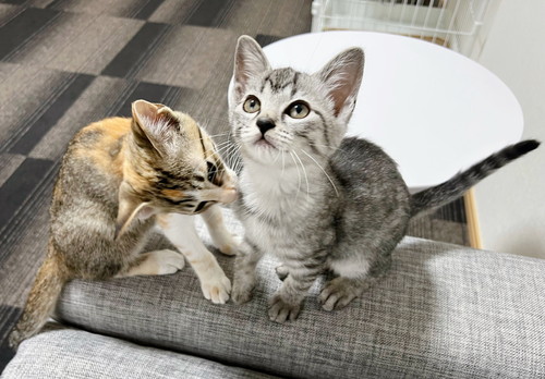 ととまるくんとはんみちゃん