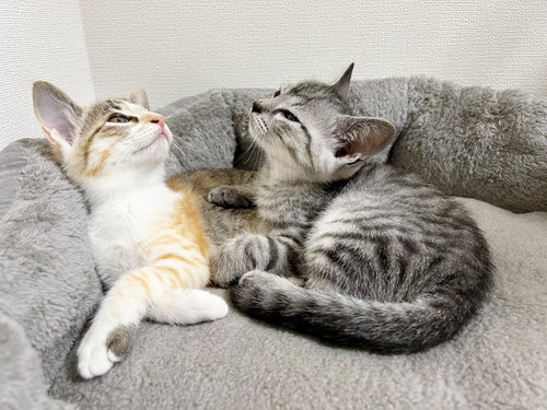 ととまるくんとはんみちゃん