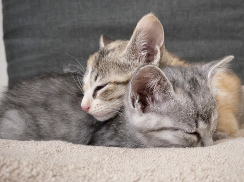 ととまるくんとはんみちゃん