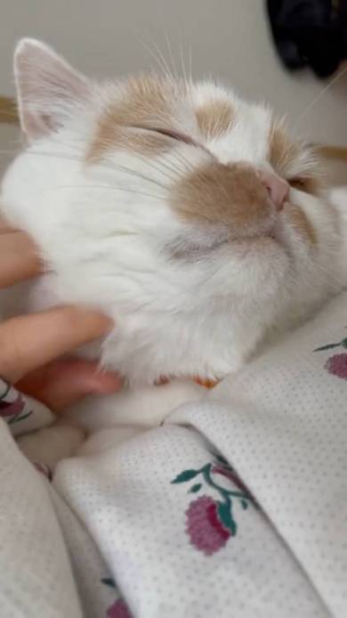 ホイップちゃん ホイちゃん なで方 教育的指導