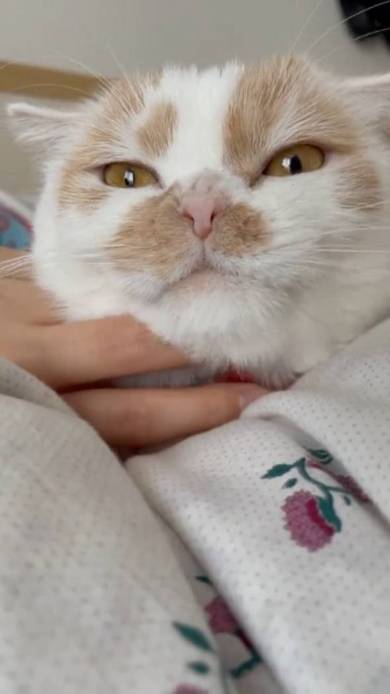 ホイップちゃん ホイちゃん なで方 教育的指導