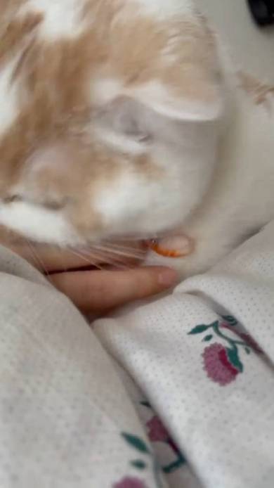 ホイップちゃん ホイちゃん なで方 教育的指導