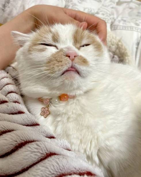 ホイップちゃん ホイちゃん なで方 教育的指導