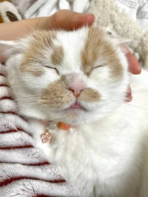 ホイップちゃん ホイちゃん なで方 教育的指導