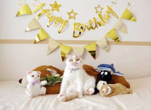 ホイップちゃん ホイちゃん なで方 教育的指導