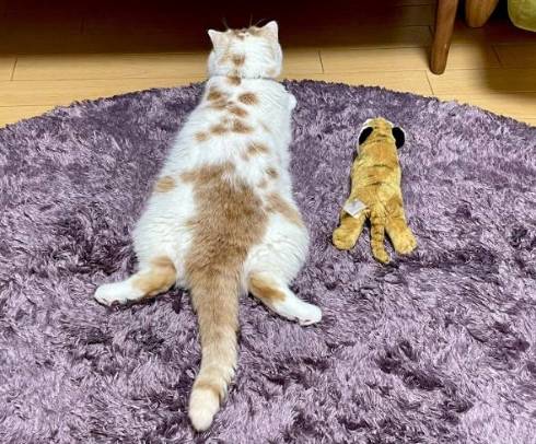 ホイップちゃん ホイちゃん なで方 教育的指導