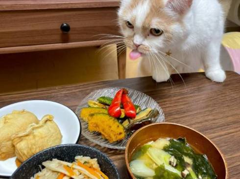 ホイップちゃん ホイちゃん なで方 教育的指導