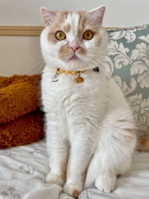 ホイップちゃん ホイちゃん なで方 教育的指導