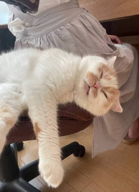 ホイップちゃん ホイちゃん なで方 教育的指導