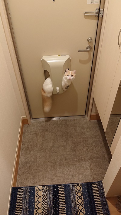 シロさんと時々クロさん