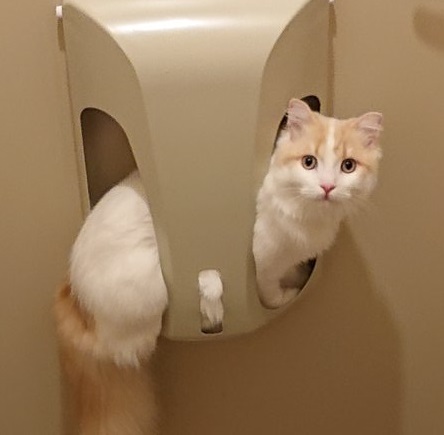 シロさんと時々クロさん