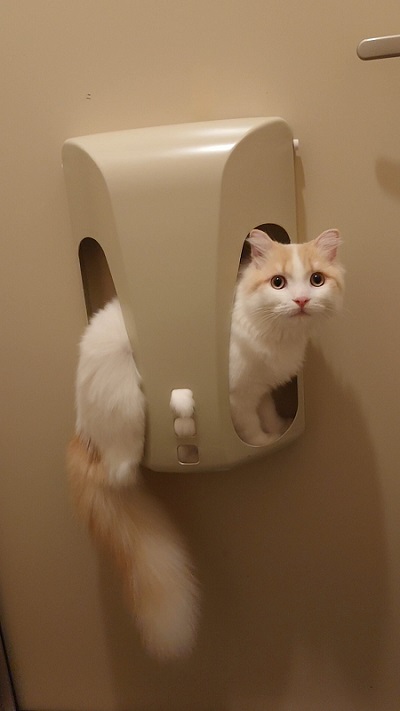 シロさんと時々クロさん