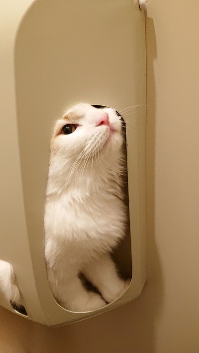 シロさんと時々クロさん