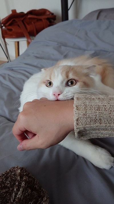 シロさんと時々クロさん