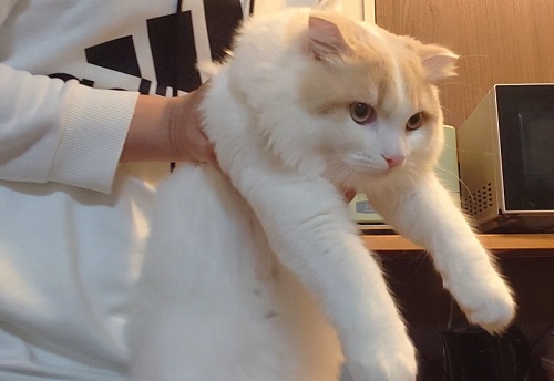 シロさんと時々クロさん