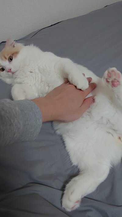 シロさんと時々クロさん