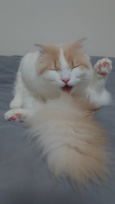 シロさんと時々クロさん